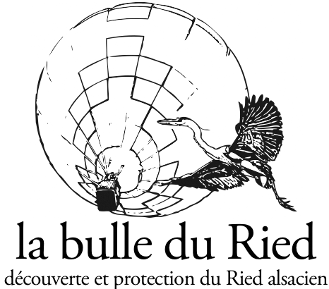 logo bulle du ried lowres